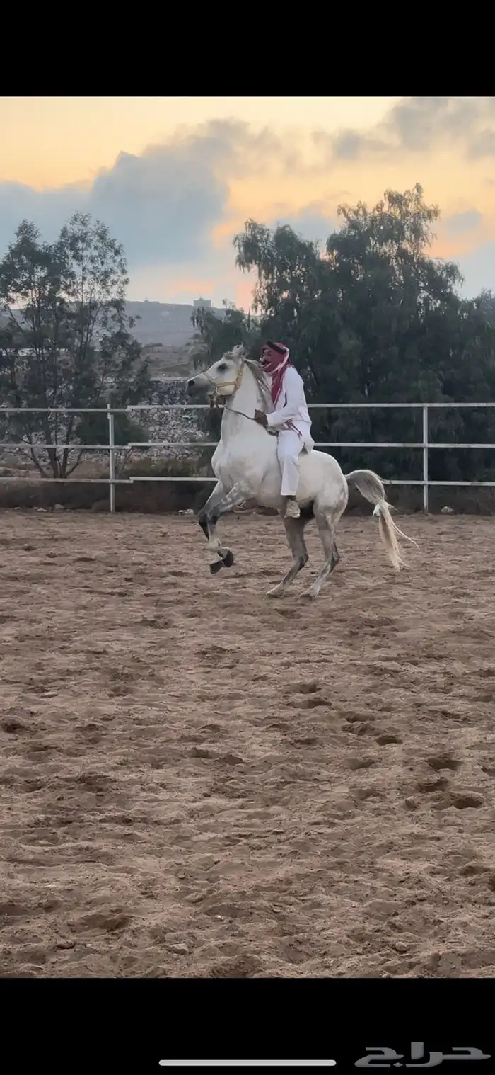 مدرب ركوب 0