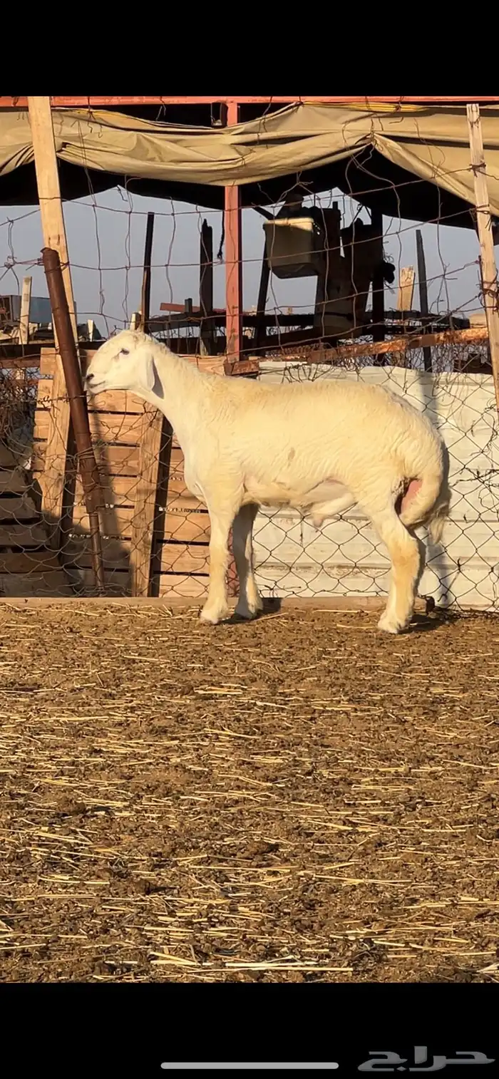 فحل حري مشروط صنف 3