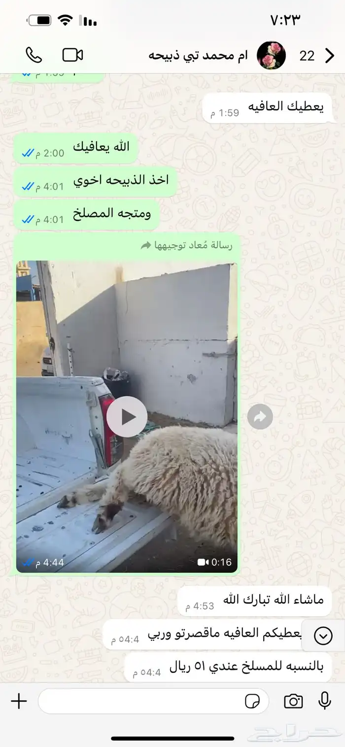 تيوس طليان 11