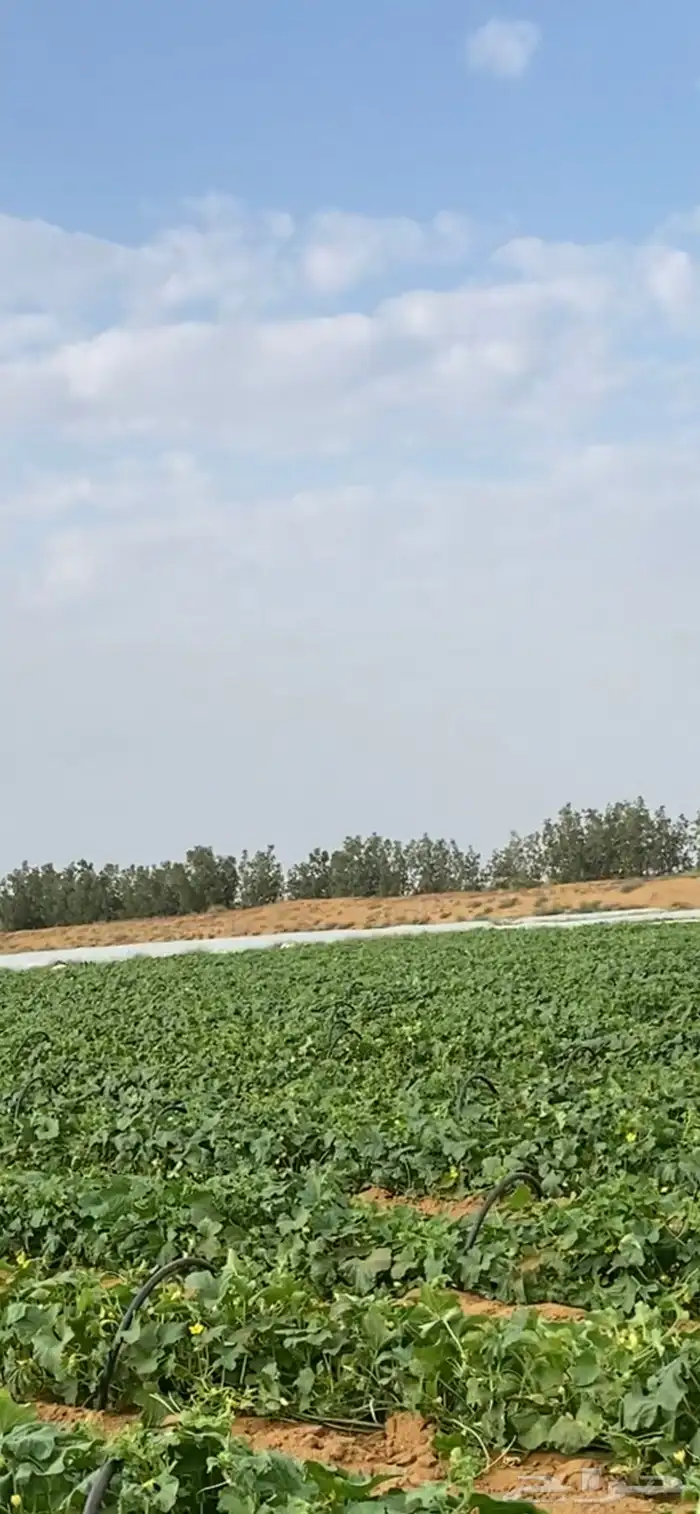 شمام للبيع 1