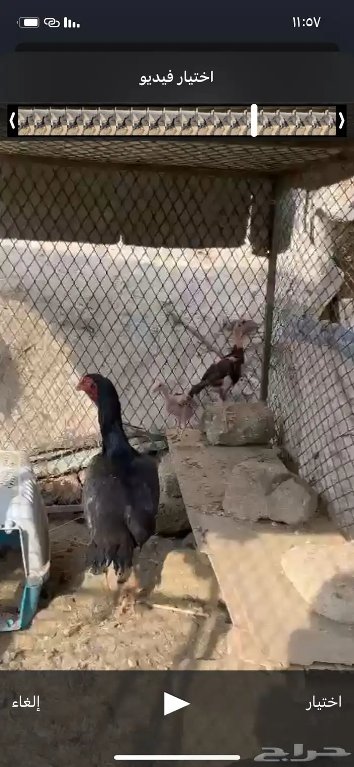دجاج باكستاني سندي بيور منتج 0
