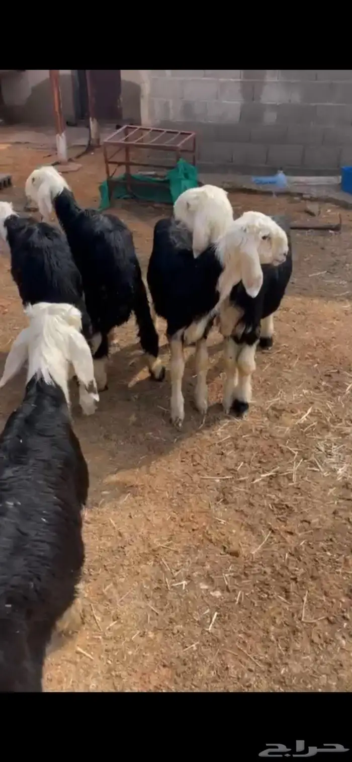 للبيع خرفان ربط بالزلفي 0