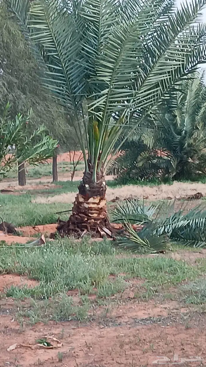 نخيل مثمر للبيع 4