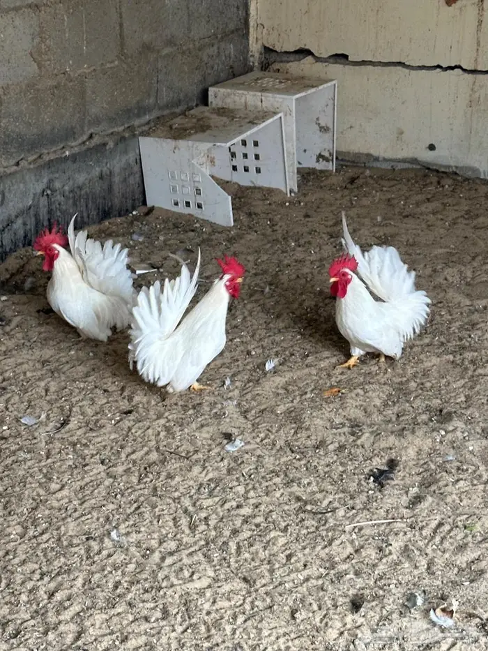 3 دياكة جبانيز 1