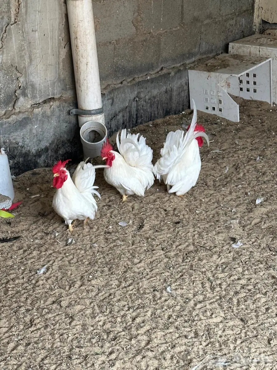 3 دياكة جبانيز 4