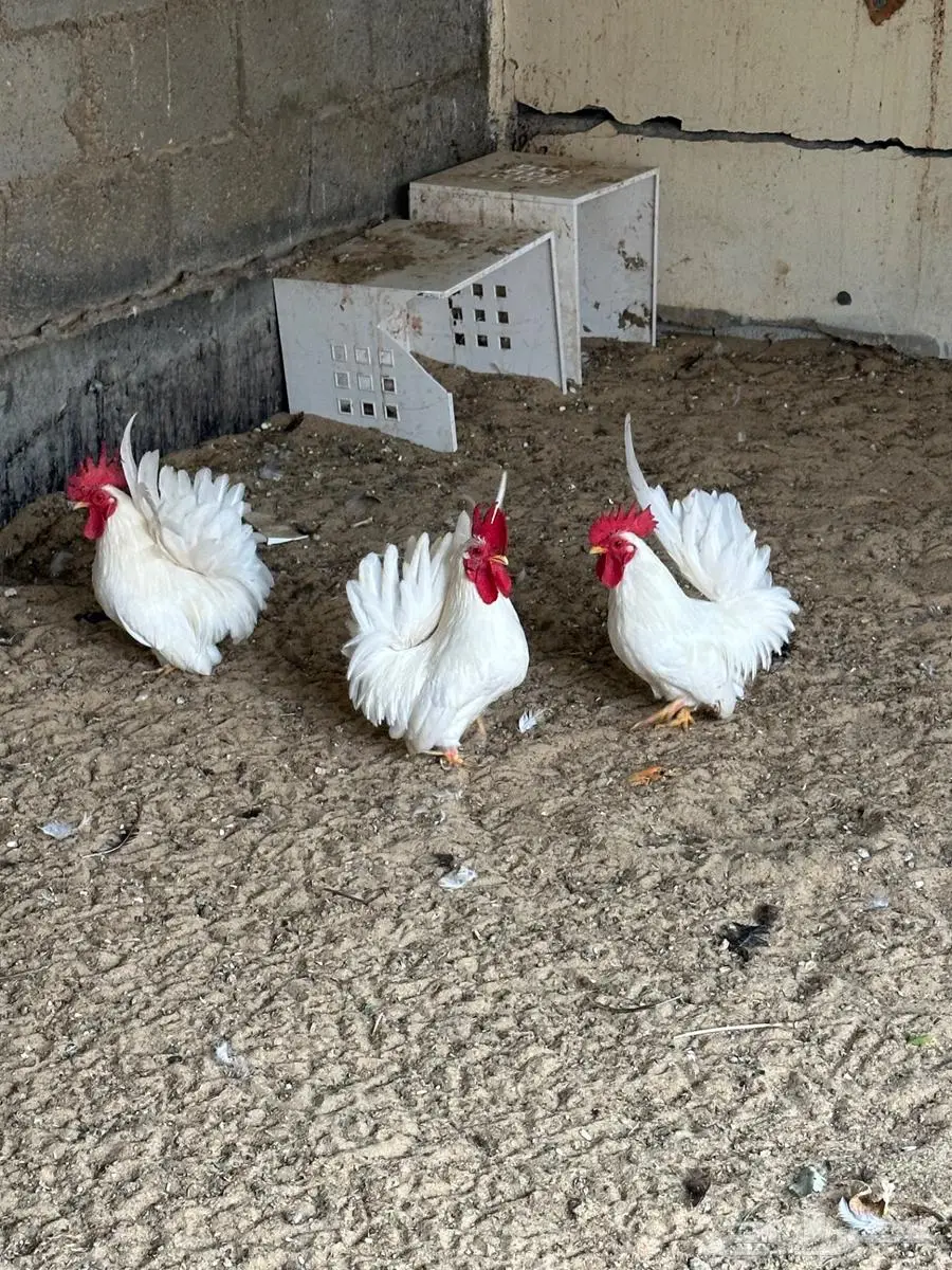 3 دياكة جبانيز 3