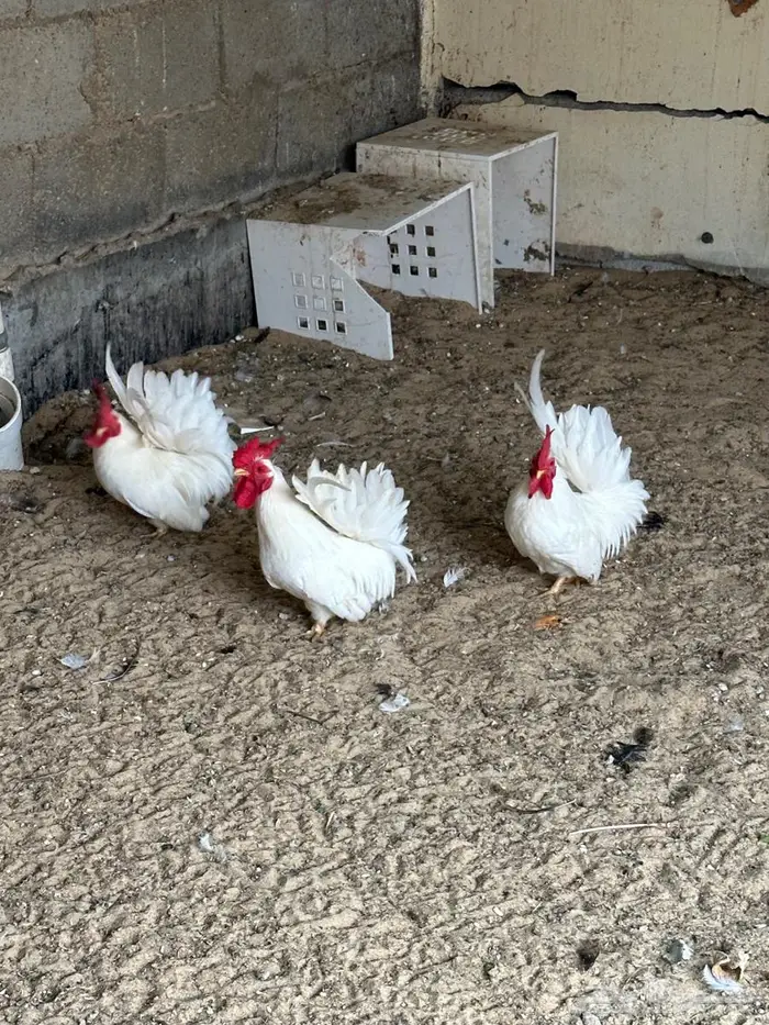 3 دياكة جبانيز 2