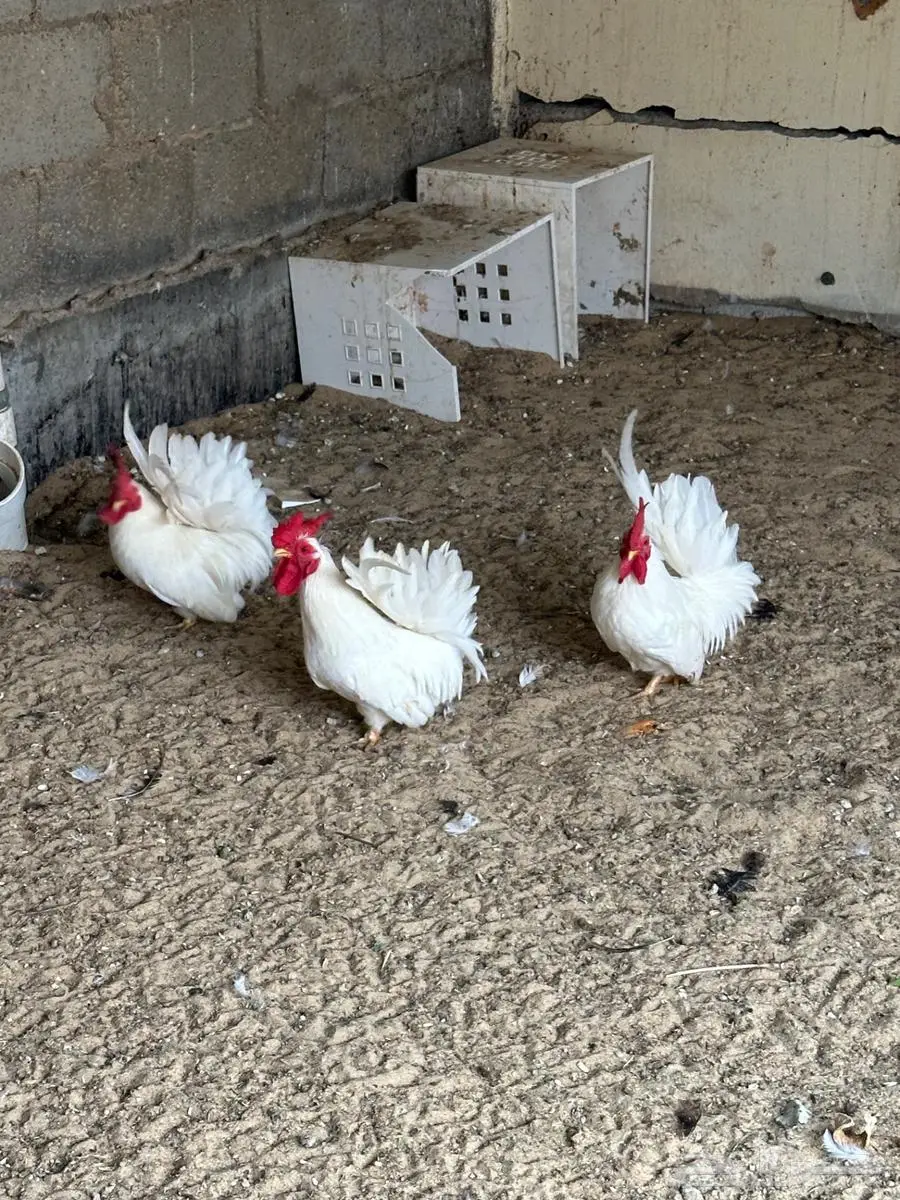 3 دياكة جبانيز 2