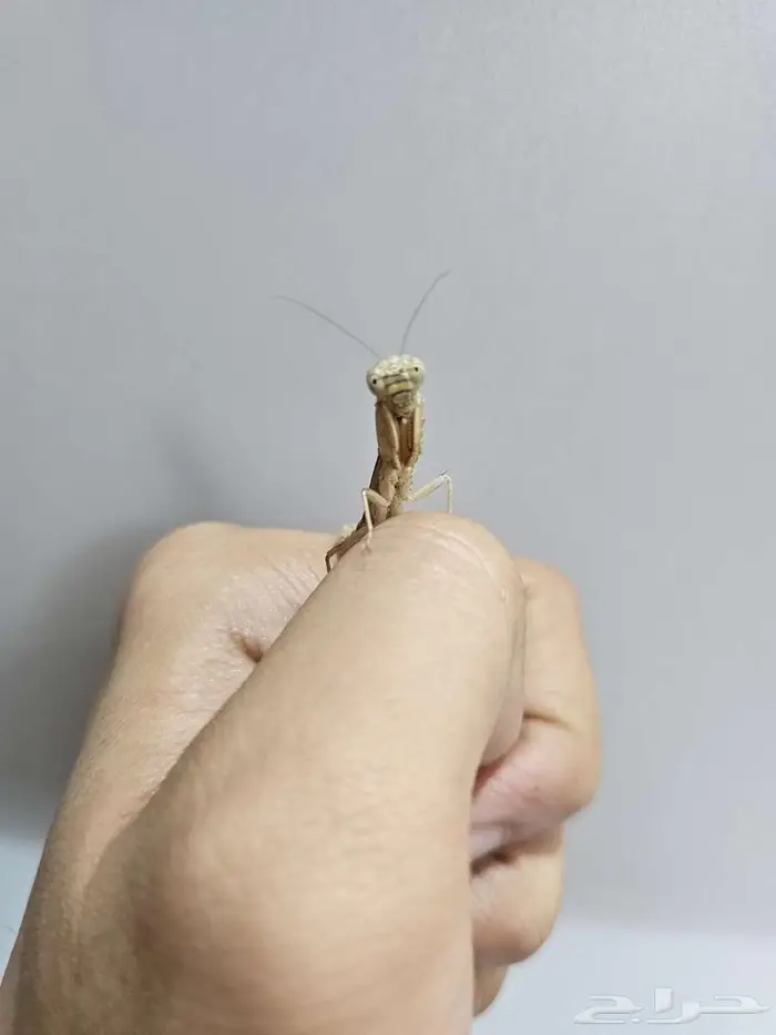 Thorny ground mantis 0