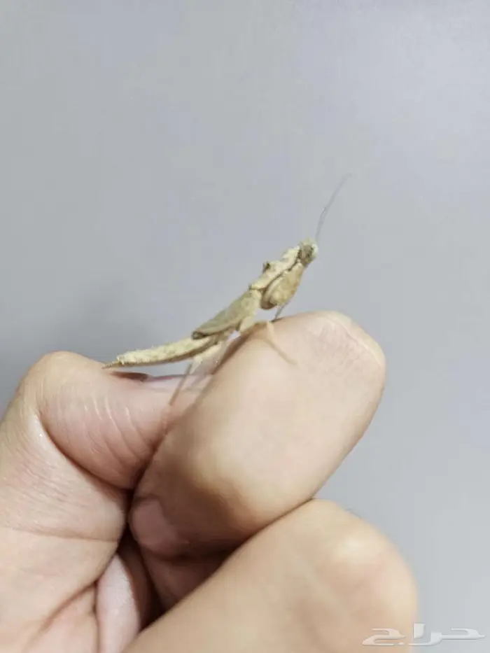 Thorny ground mantis 1