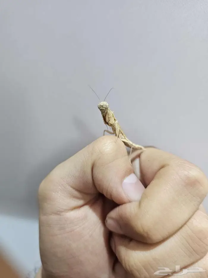 Thorny ground mantis 2