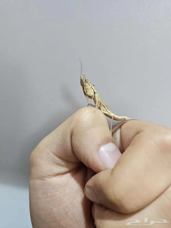 Thorny ground mantis 3