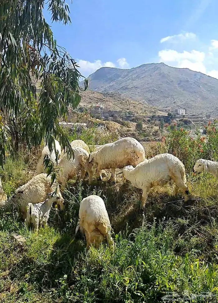 اغنام على مراعي طبيعيه 0