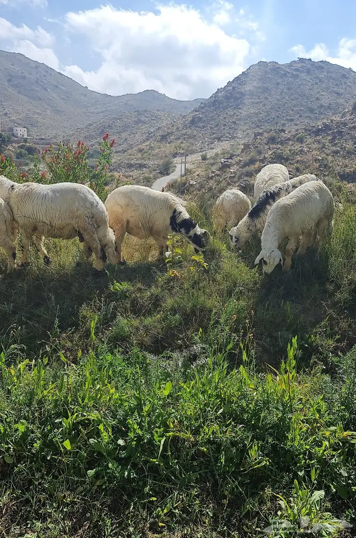 اغنام على مراعي طبيعيه 2