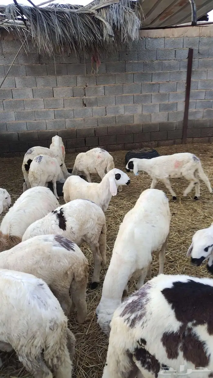 طليان سواكني 8