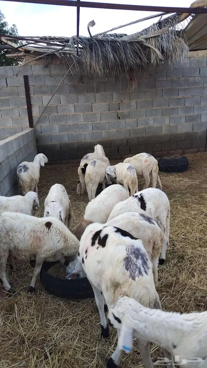 طليان سواكني 1