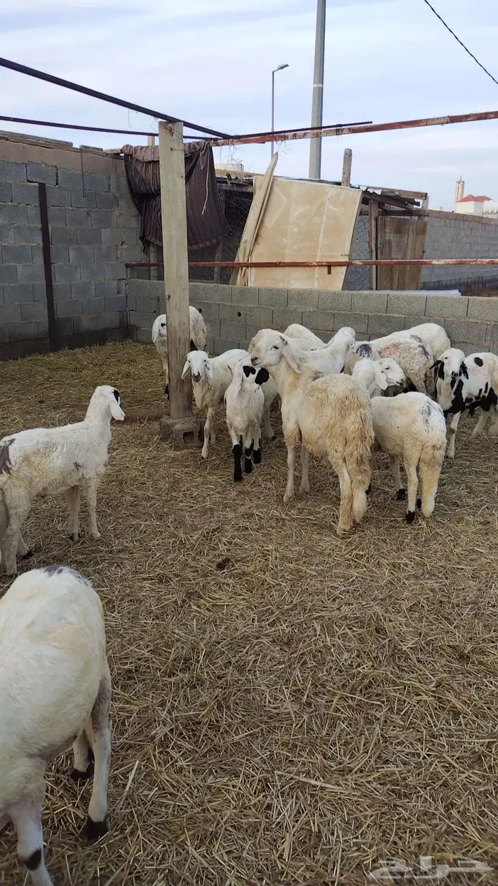 طليان سواكني 2