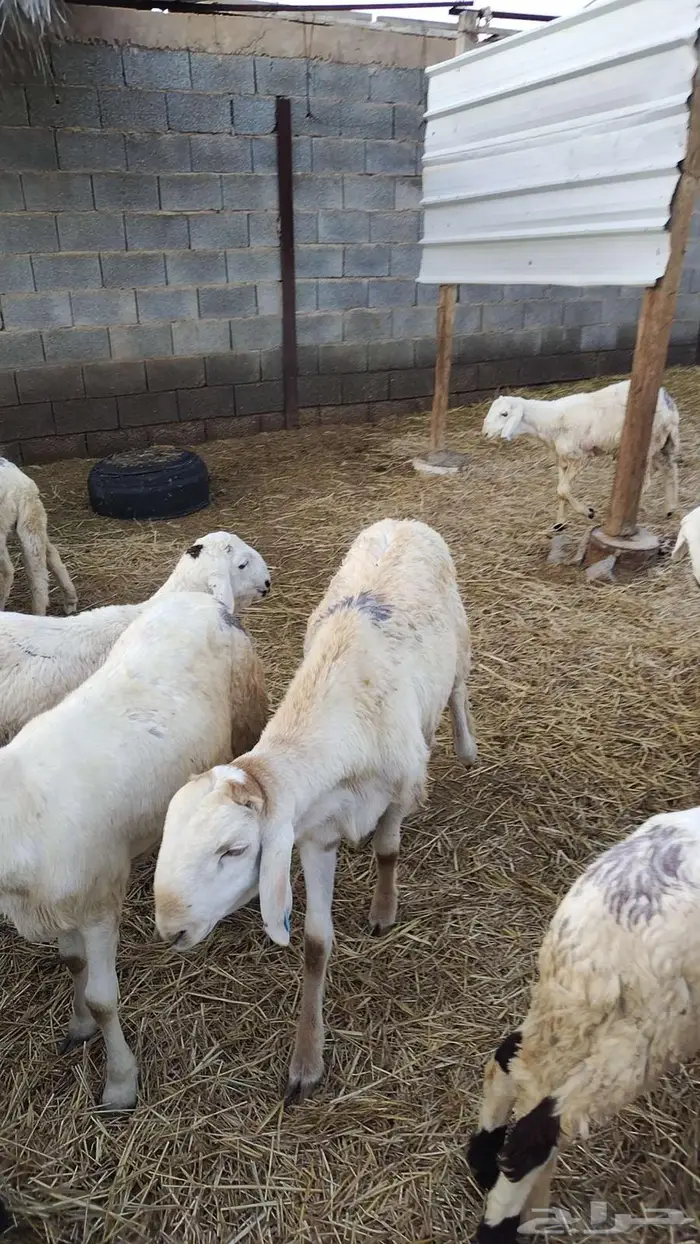 طليان سواكني 4