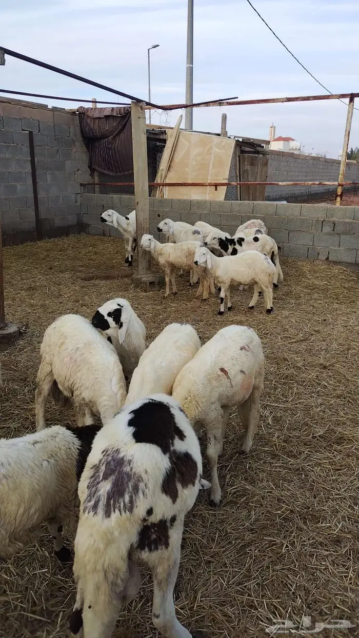 طليان سواكني 3