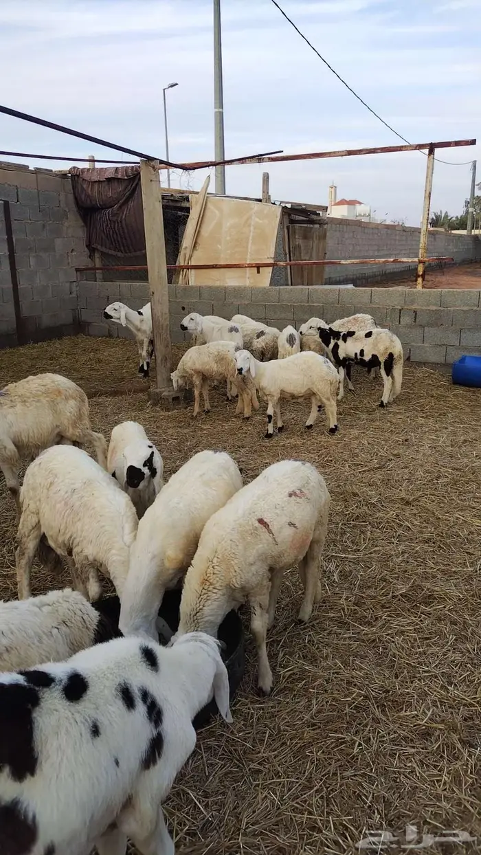 طليان سواكني 0
