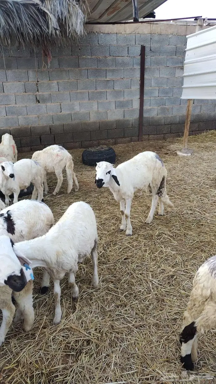 طليان سواكني 7
