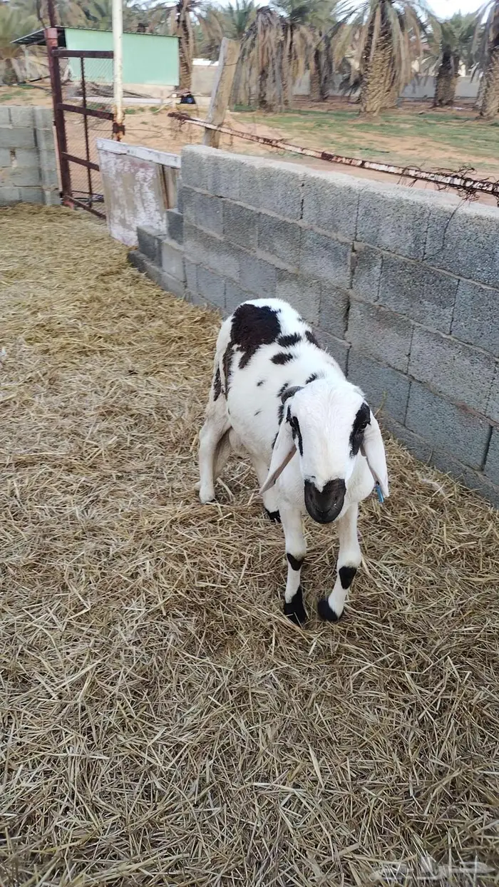 طليان سواكني 5