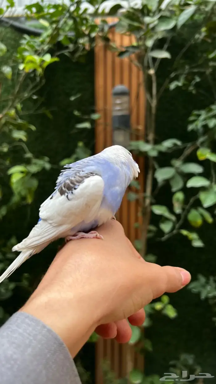 ببغاء بادجي اليف عمر صغير مميز 1