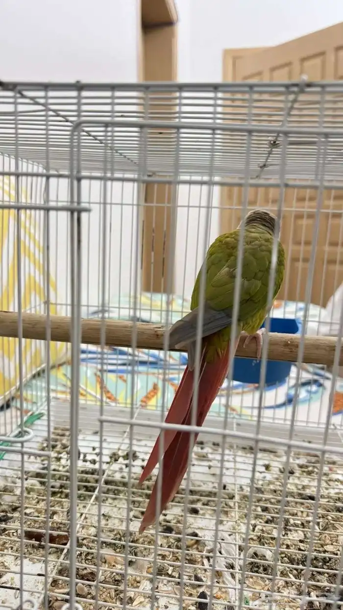 عصفور كنيور على السوم الرجاء عدم البخس 0