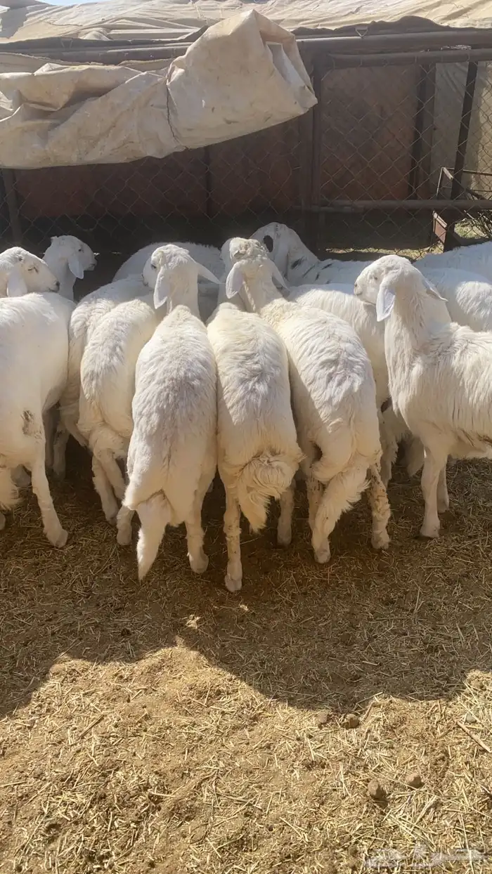 خرفان جذعان مشروطه يوجد ذبح وتوصيل 0