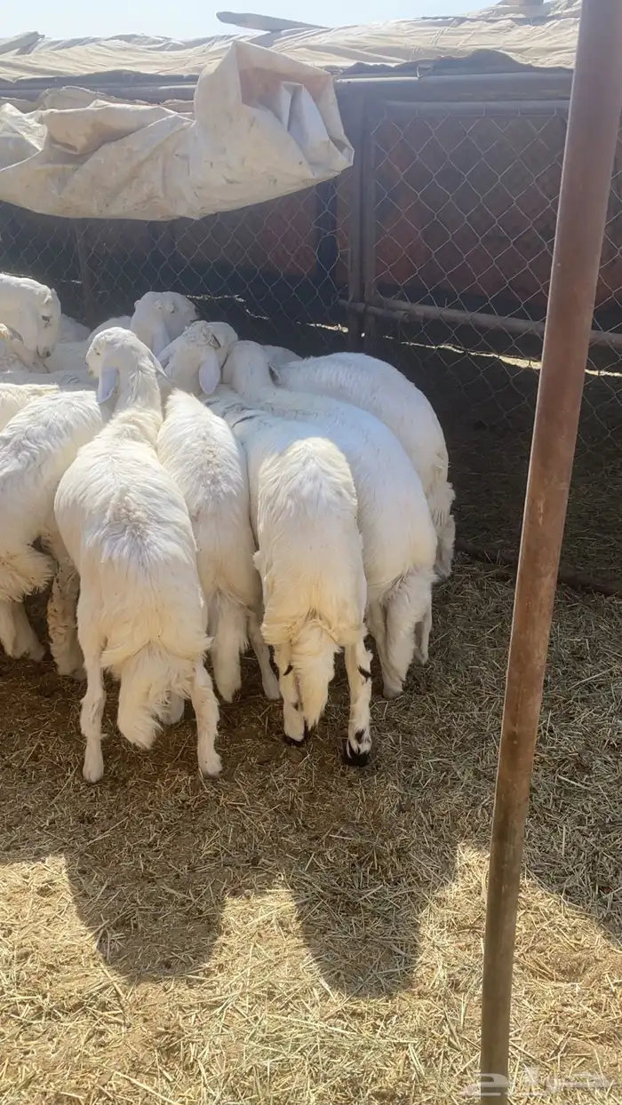 خرفان جذعان مشروطه يوجد ذبح وتوصيل 1