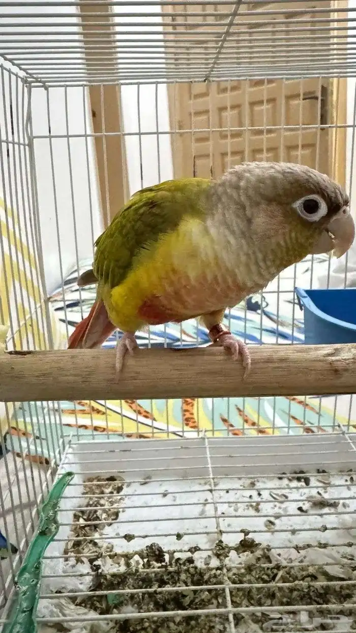 عصفور كنيور على السوم الرجاء عدم البخس 1