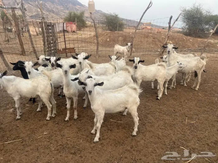 تيوس بيشية بلدية عدد 21 6