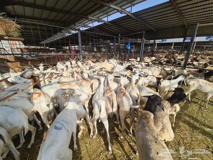 عقيقة هدي طليان و تيوس بربري ب 830 شامل التفصيل و التوصيل 15