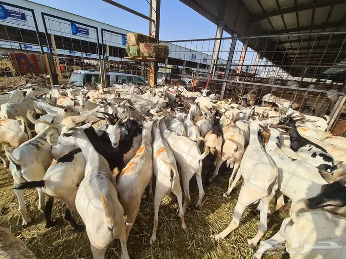 عقيقة هدي طليان و تيوس بربري ب 830 شامل التفصيل و التوصيل 14