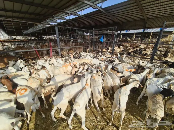 عقيقة هدي طليان و تيوس بربري ب 830 شامل التفصيل و التوصيل 10