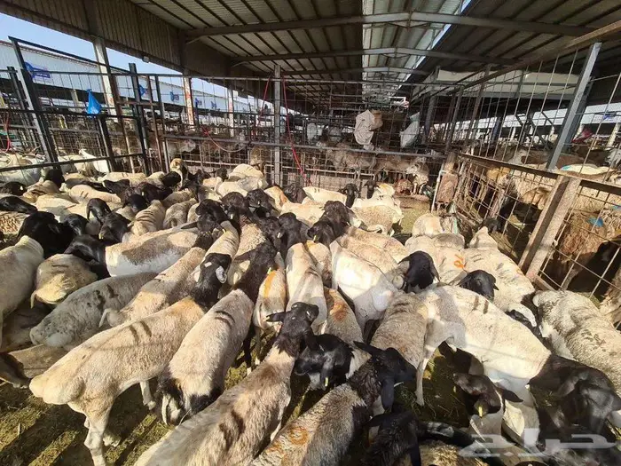 عقيقة هدي طليان و تيوس بربري ب 830 شامل التفصيل و التوصيل 5