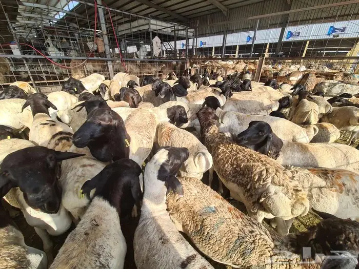 عقيقة هدي طليان و تيوس بربري ب 830 شامل التفصيل و التوصيل 4