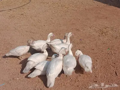 بط مسكوفي (تم البيع) 1