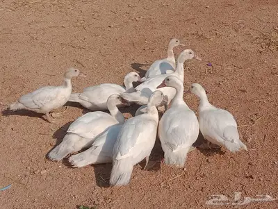 بط مسكوفي (تم البيع) 0