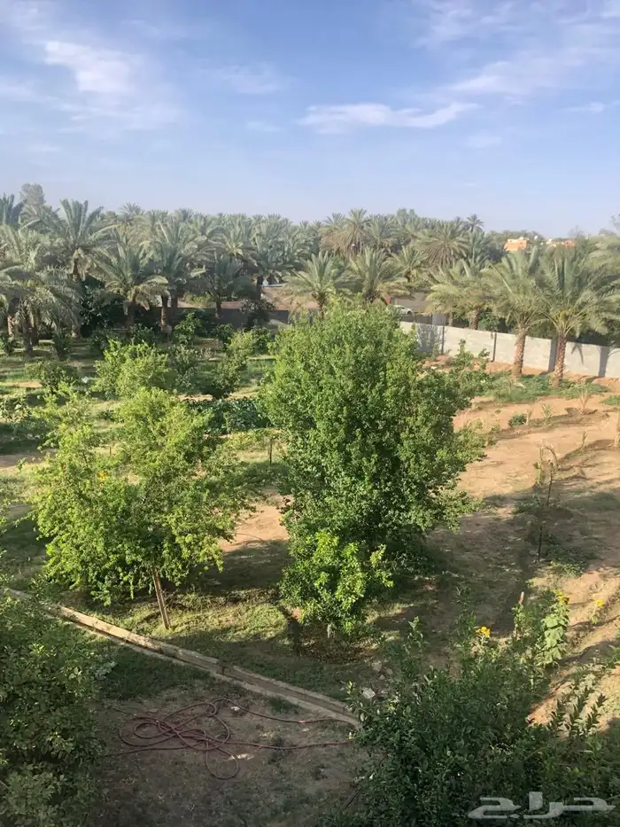 مزرعه للبيع بالبلد   7بيوت 2