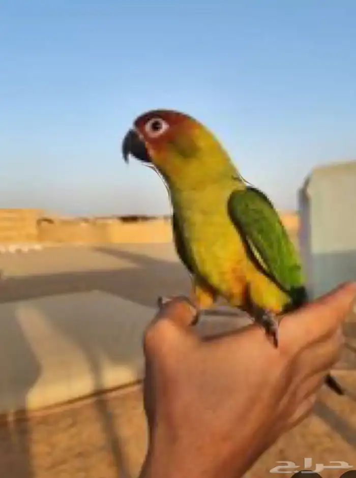 صن كنيور هجين تم البيع 5