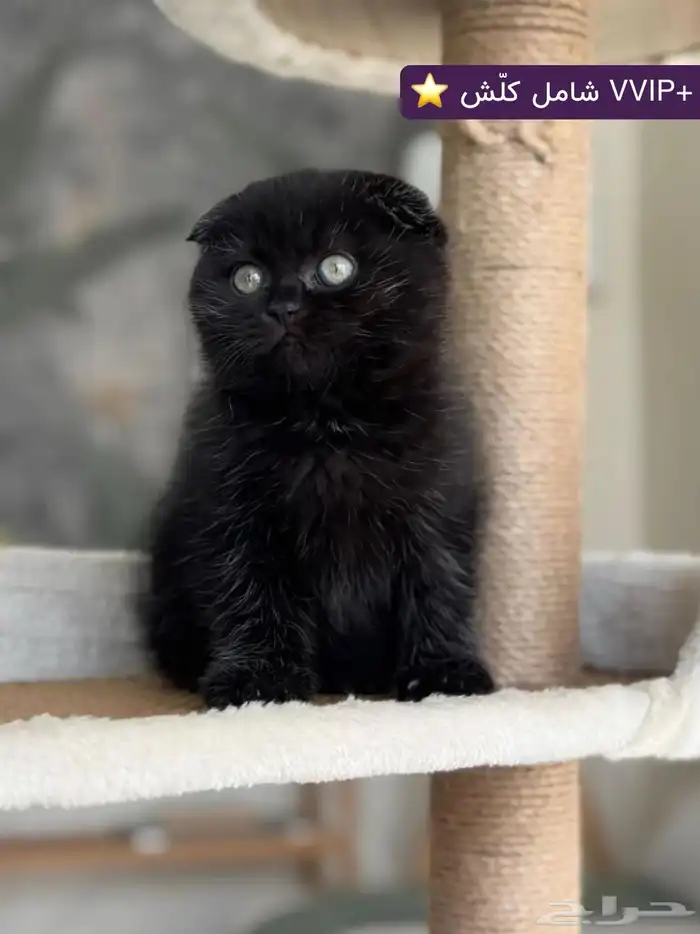 قطة سكوتش فولد للبيع - لون بلاك - يوجد دفع بالتقسيط 0