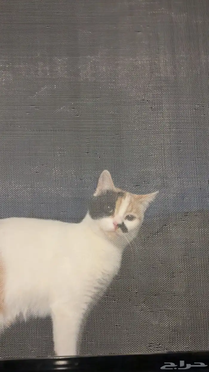 قطط للتبني 1