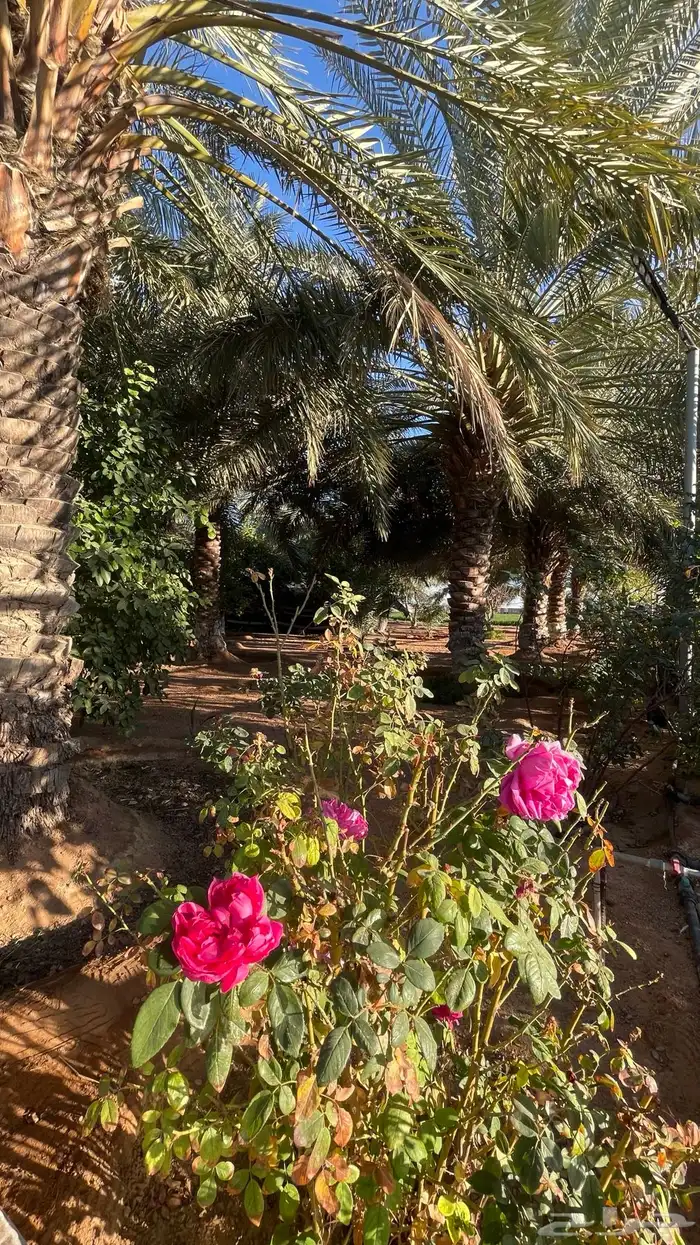منتجع مزرعه شاليه استراحه للاجار بالقاعد الغربي 0