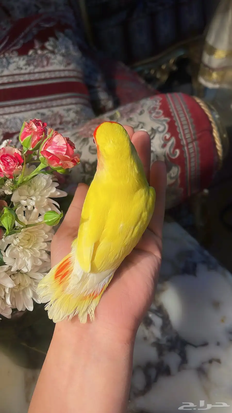 للبيع ببغاء الروز الأليف بالون مميز جدا 1