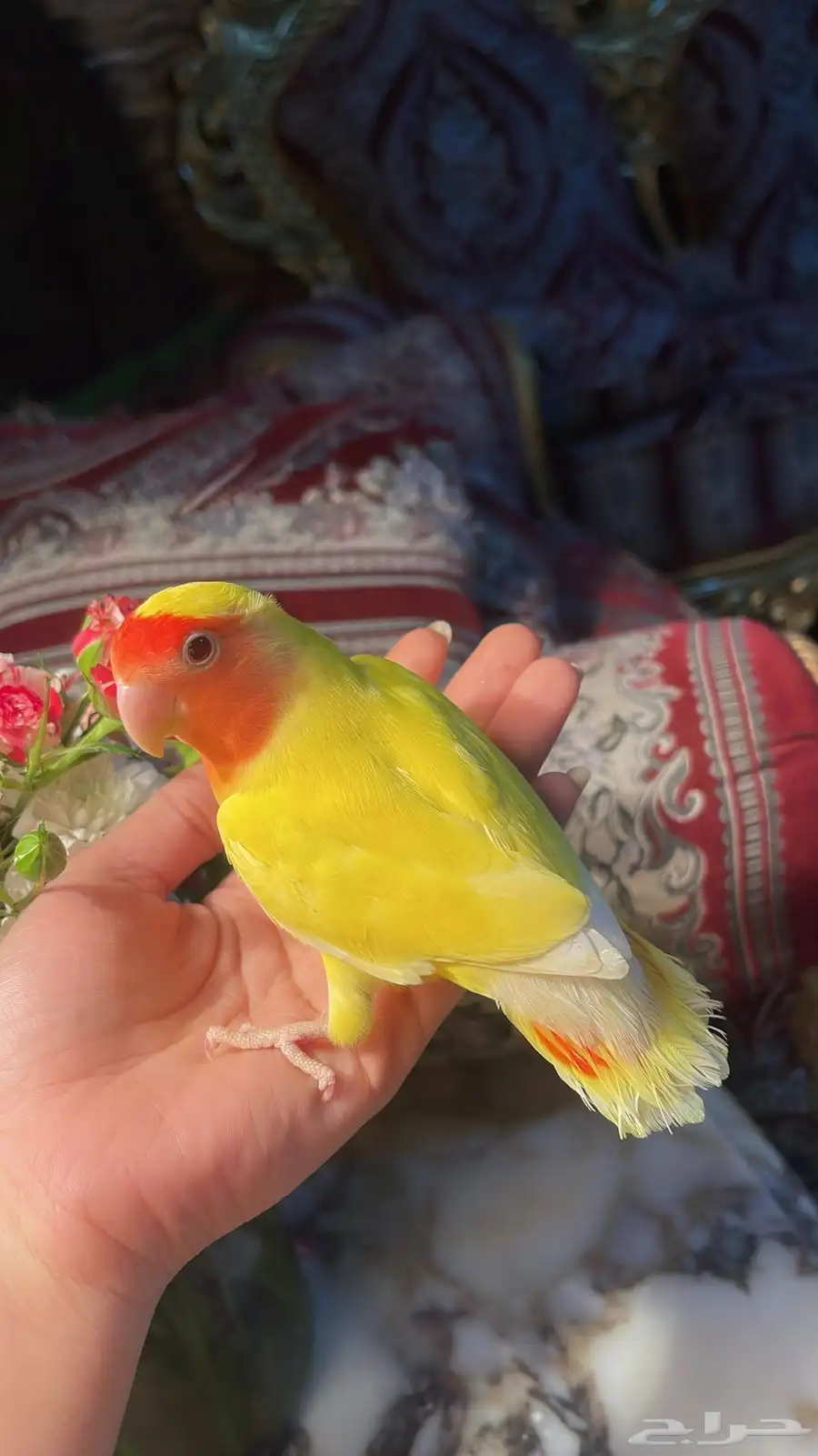 للبيع ببغاء الروز الأليف بالون مميز جدا 8