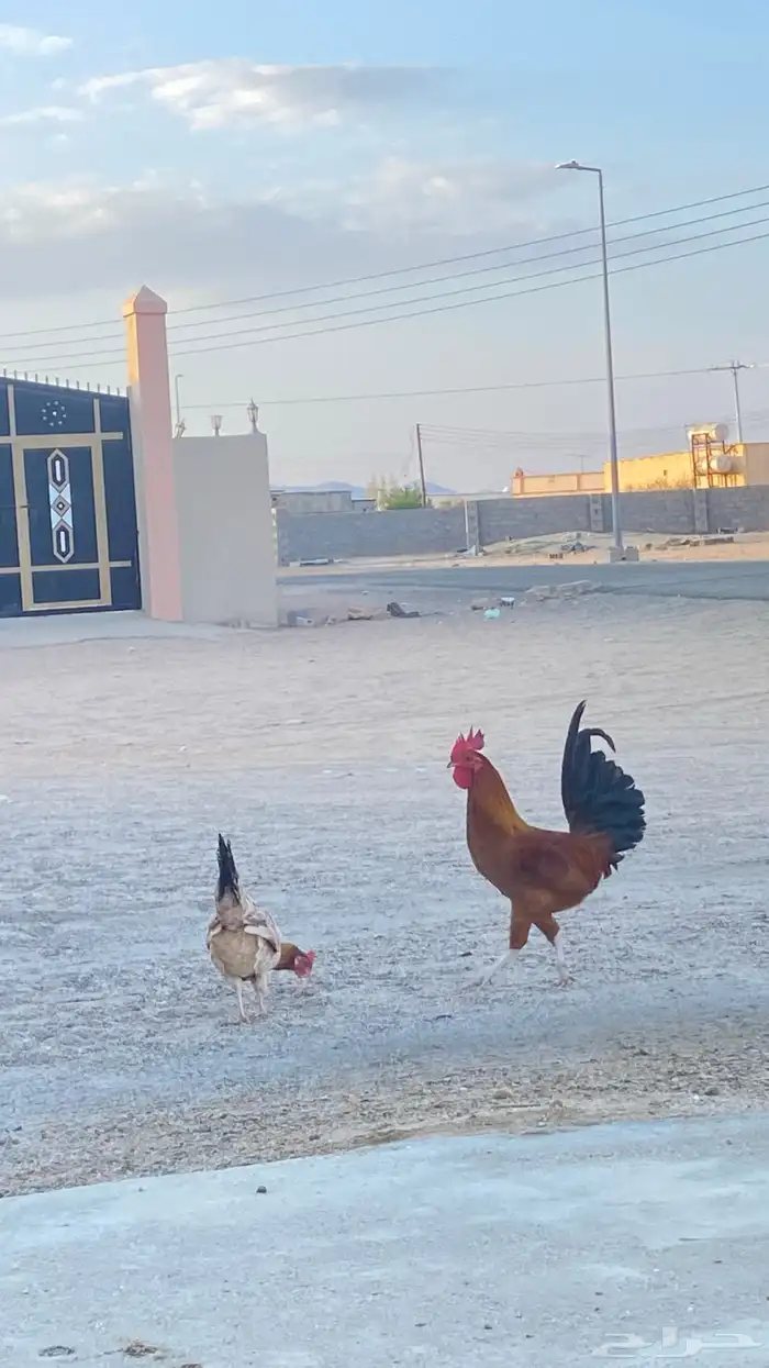 ديك للبيع أديك كفووو ومشاءلله السوم 30 1