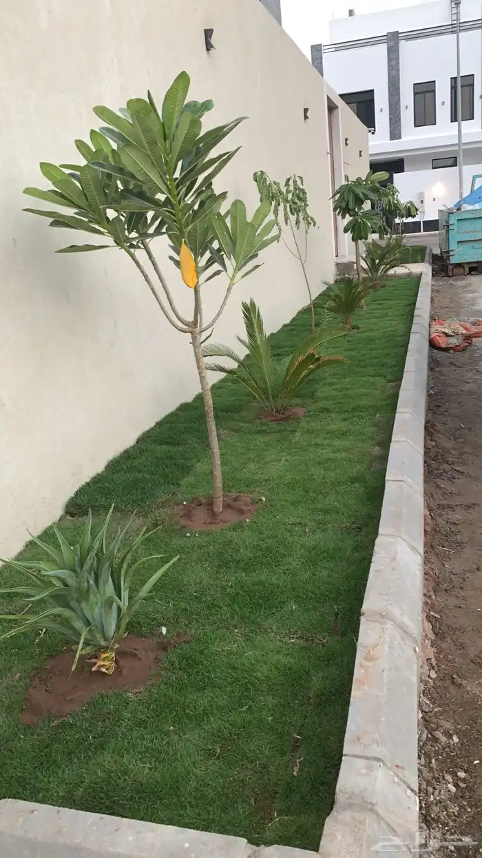 نجيل طبيعي او ثيل عشب اخضر 80