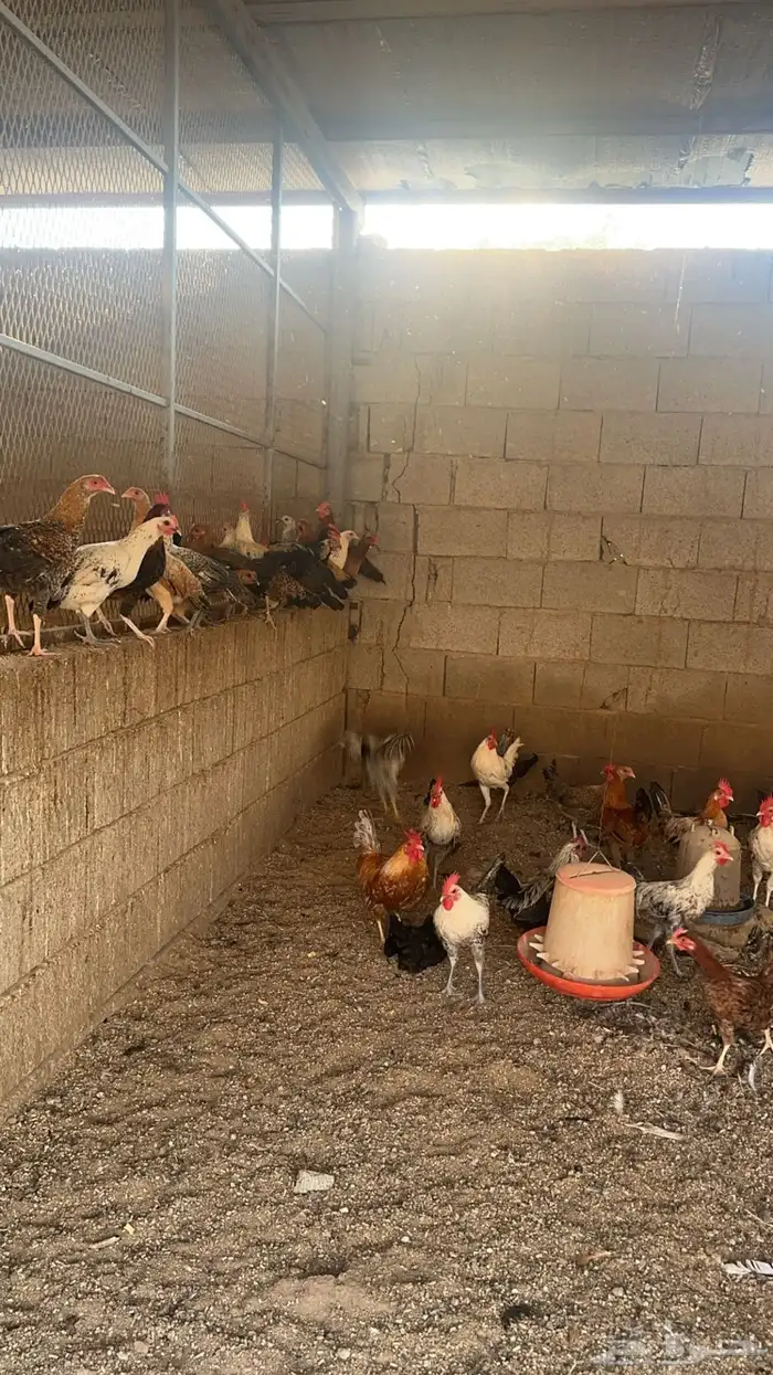 مشروع دواجن للتقبيل بلكامل مربح سبب التقبيل وظيفة 3