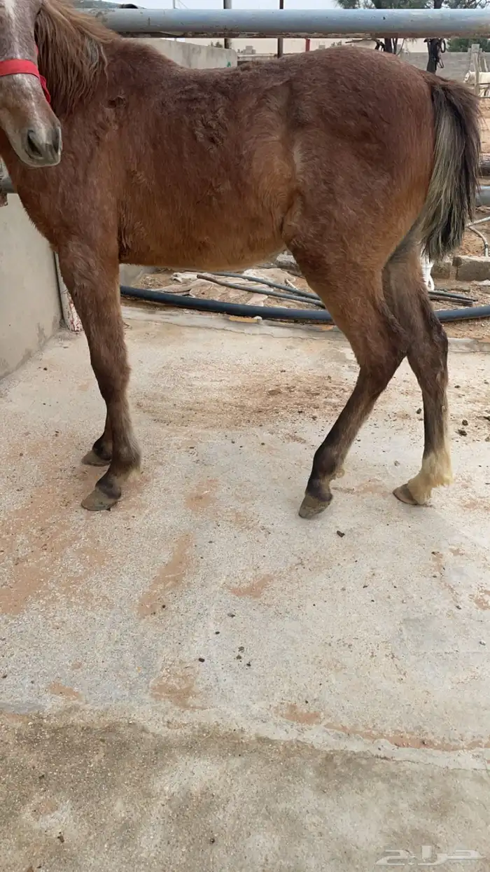 مهره للبيع 2